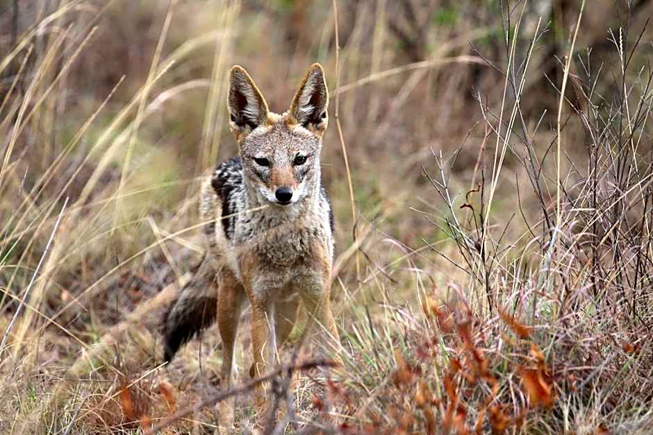 Schrikkloof Private Nature Reserve, home of The Lions Foundation