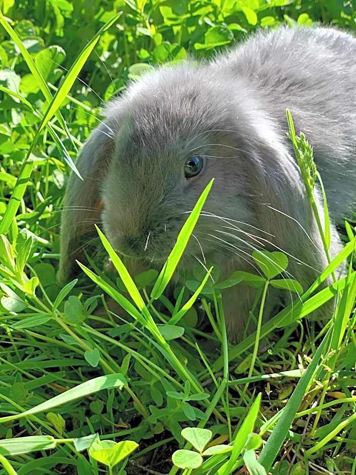 Koziula - Domki i Leśne SPA na Kaszubach