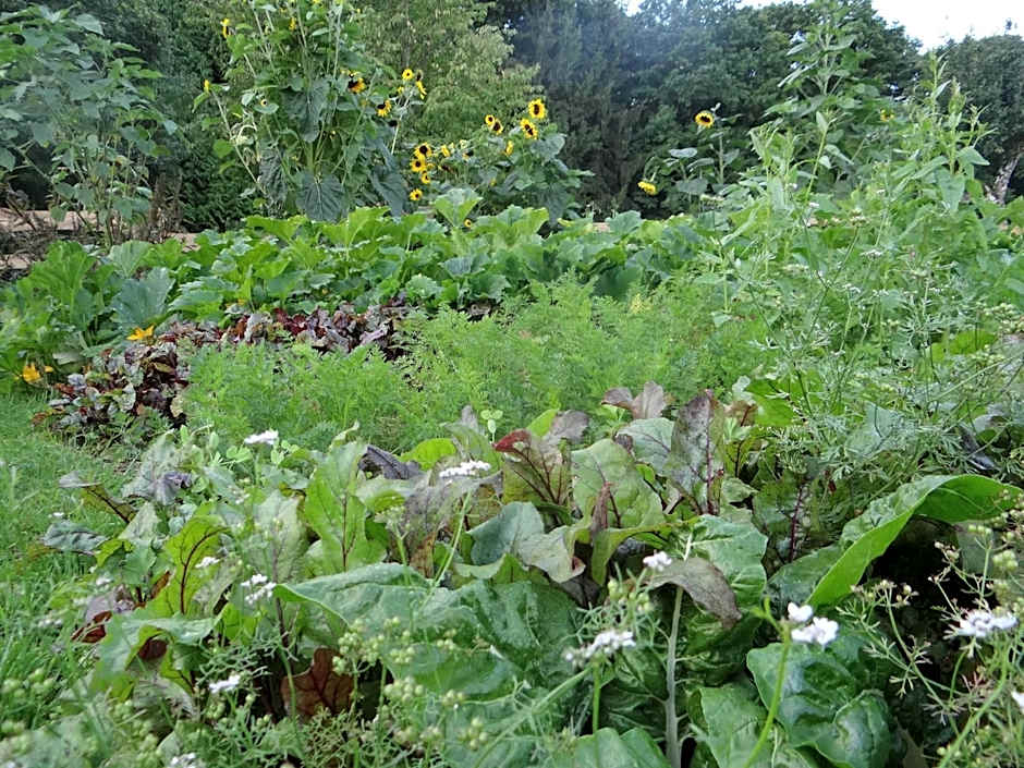 La Clairière du Verbamont