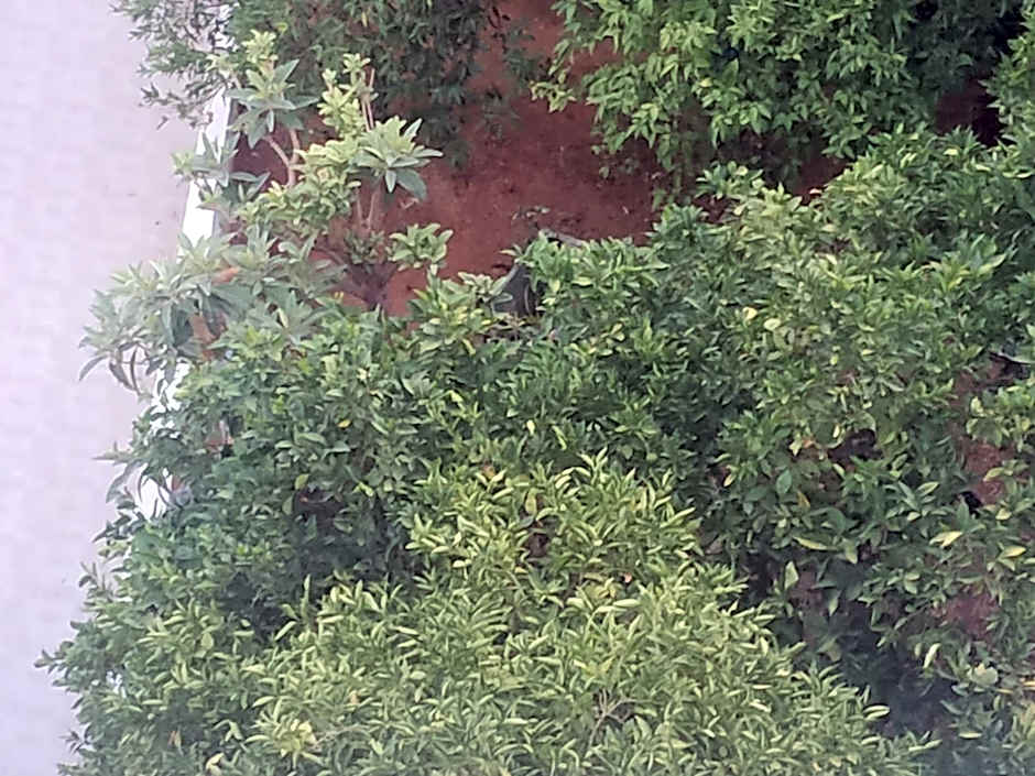 George Studios Stalis