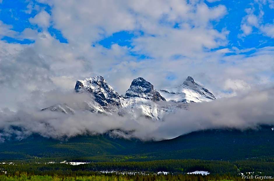 PRC Annex - Pet Friendly