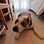 Kristalex Pet Friends Hotel