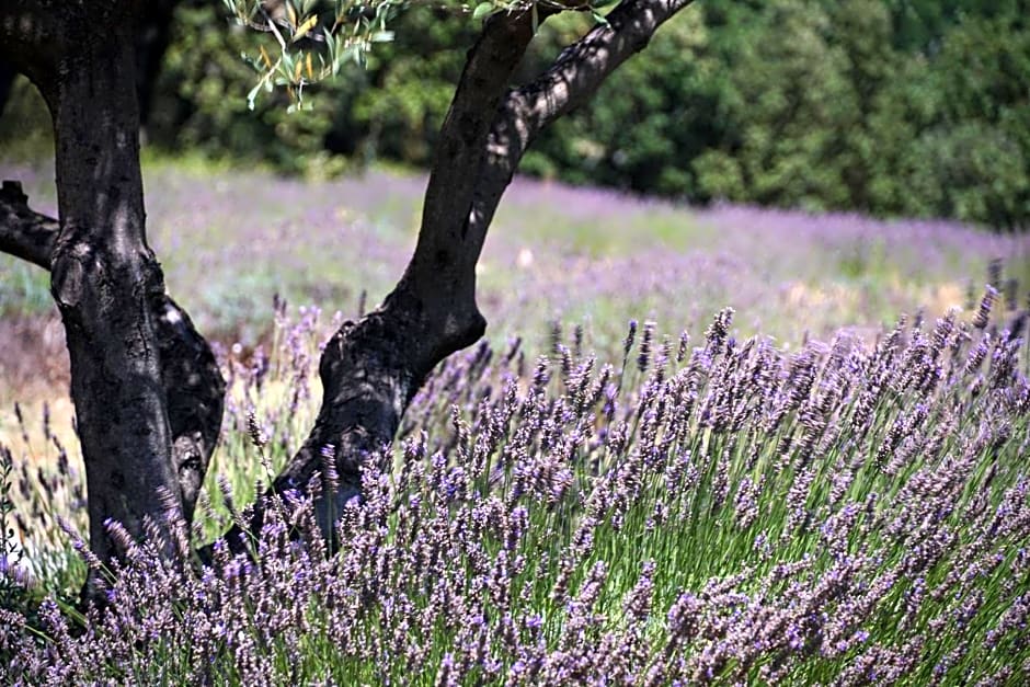 Les Néfliers chambre d'hôtes