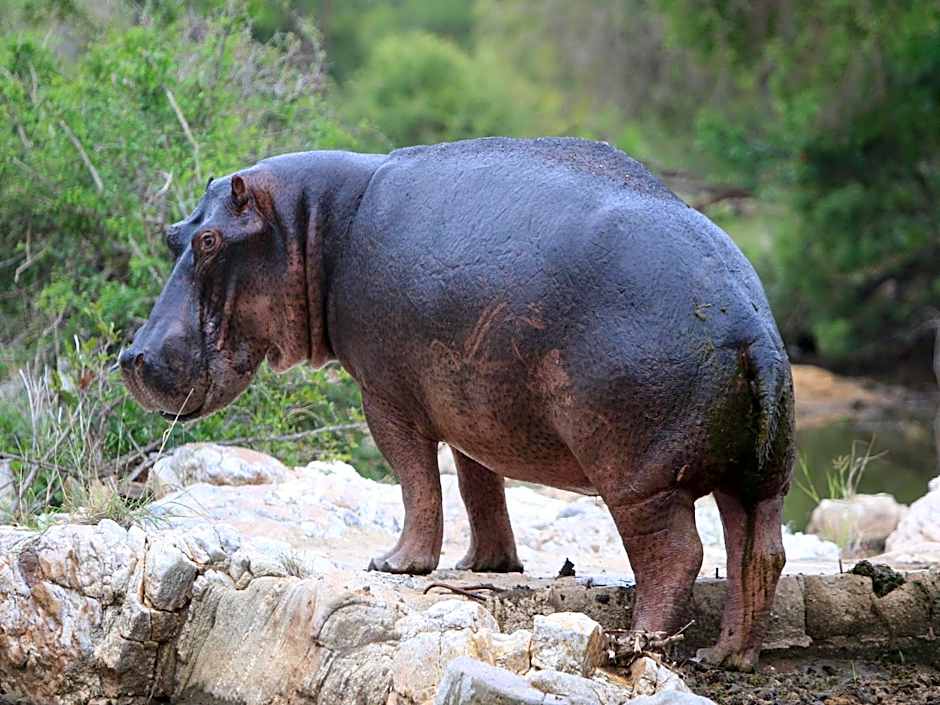 Makumu Private Game Lodge