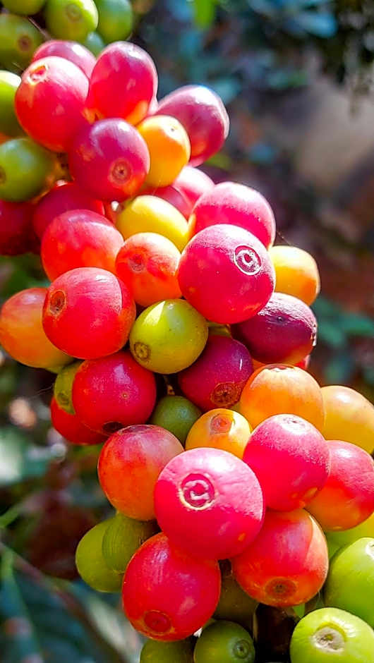 Rancho Acácia São Roque