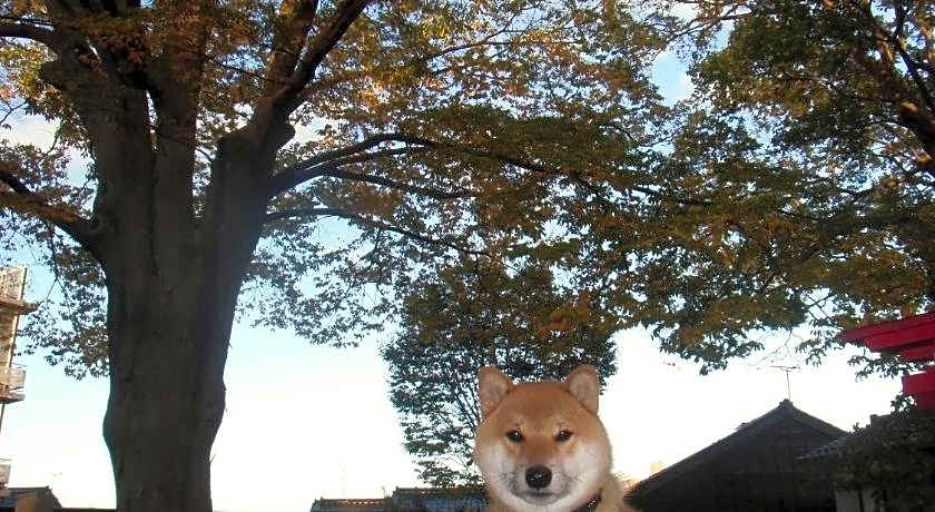 Kanazawa Share House GAOoo