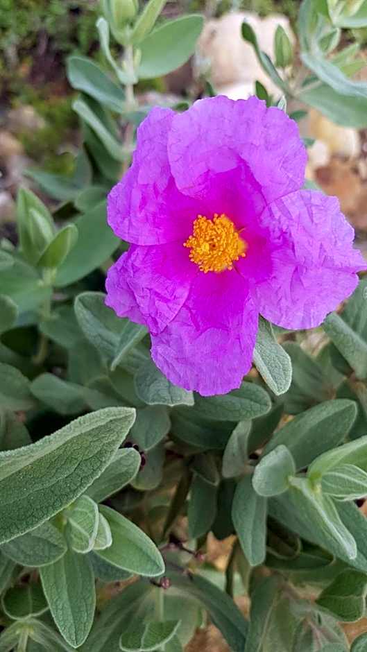 Laurus - Charming House