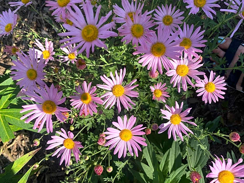 The Queen, A Victorian Bed & Breakfast