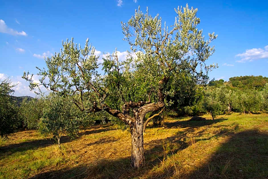 Mezzano In Chianti