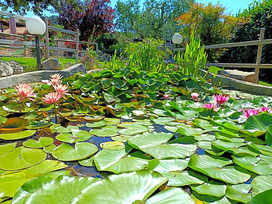 La Rosa dei Trulli B&B