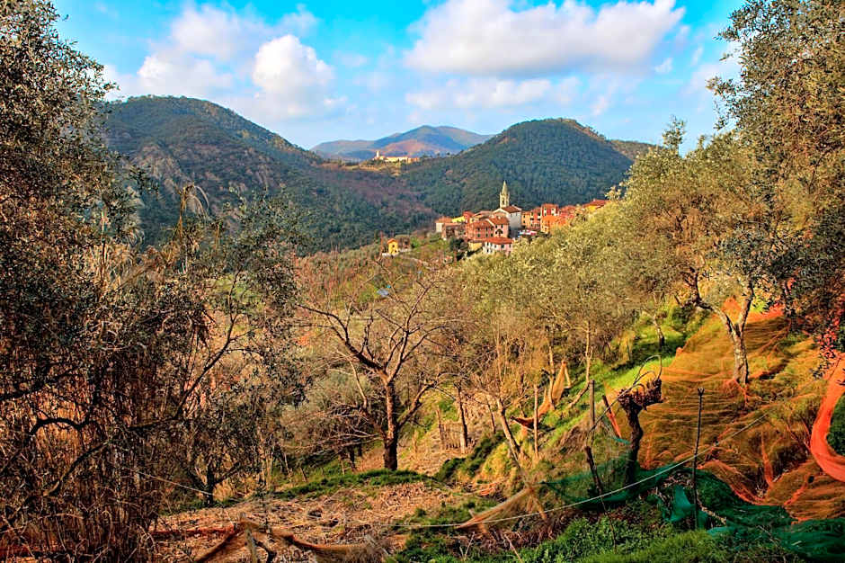 Oasi Verde