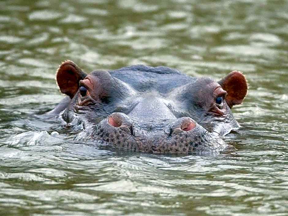 African Hills Safari Lodge & Spa