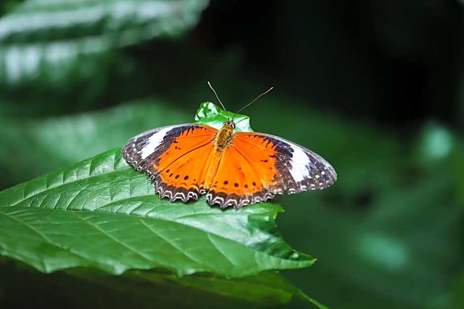 Batchelor Butterfly Farm