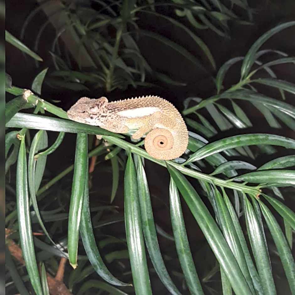 Westlodge at Graskop B&B