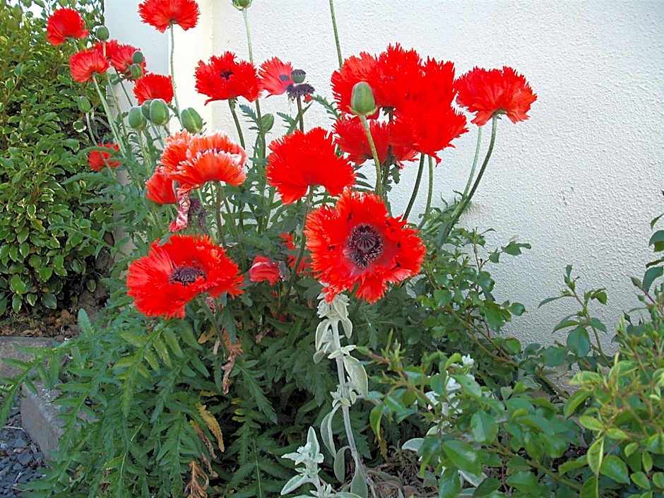 Maryville Bed and Breakfast