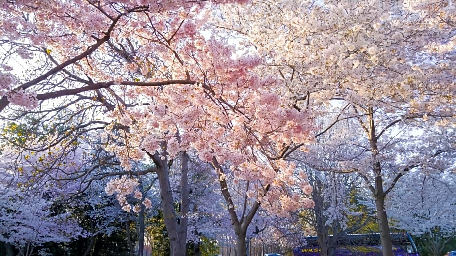 Tokyo Cherry Blooming Hotel Ueno 东京超级中心上野公园3分钟 地铁1分钟 位置绝佳超级繁华 免费wifi Dyson吹风机BOC