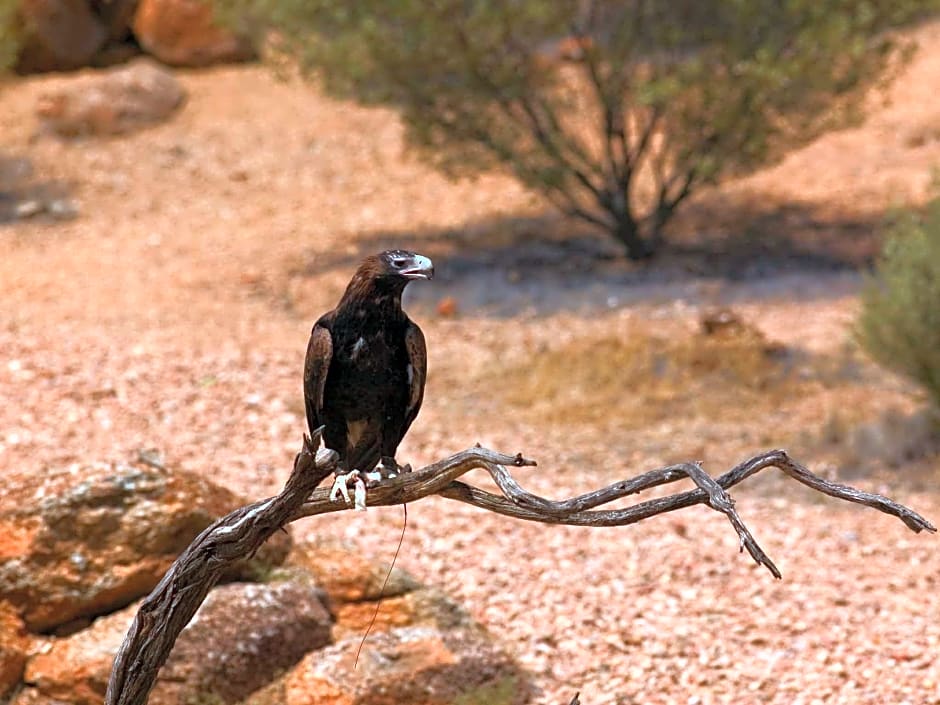 ibis Styles Alice Springs Oasis