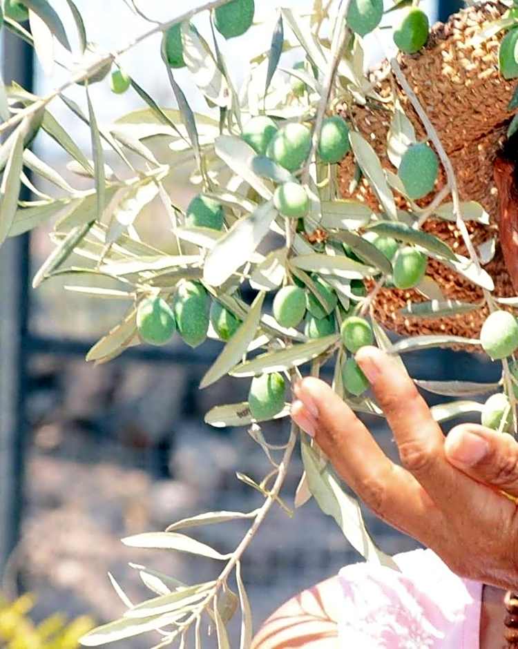 Olive Garden Retreat