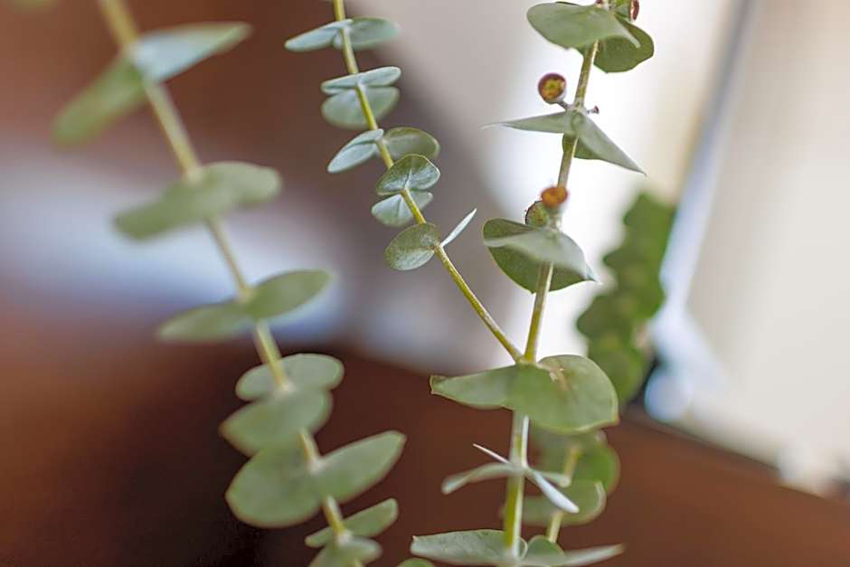 Hotel Garni Toscanina - Adults Only