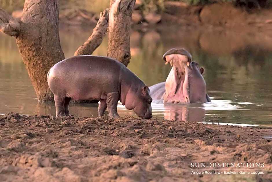 Ezulwini Game Lodges