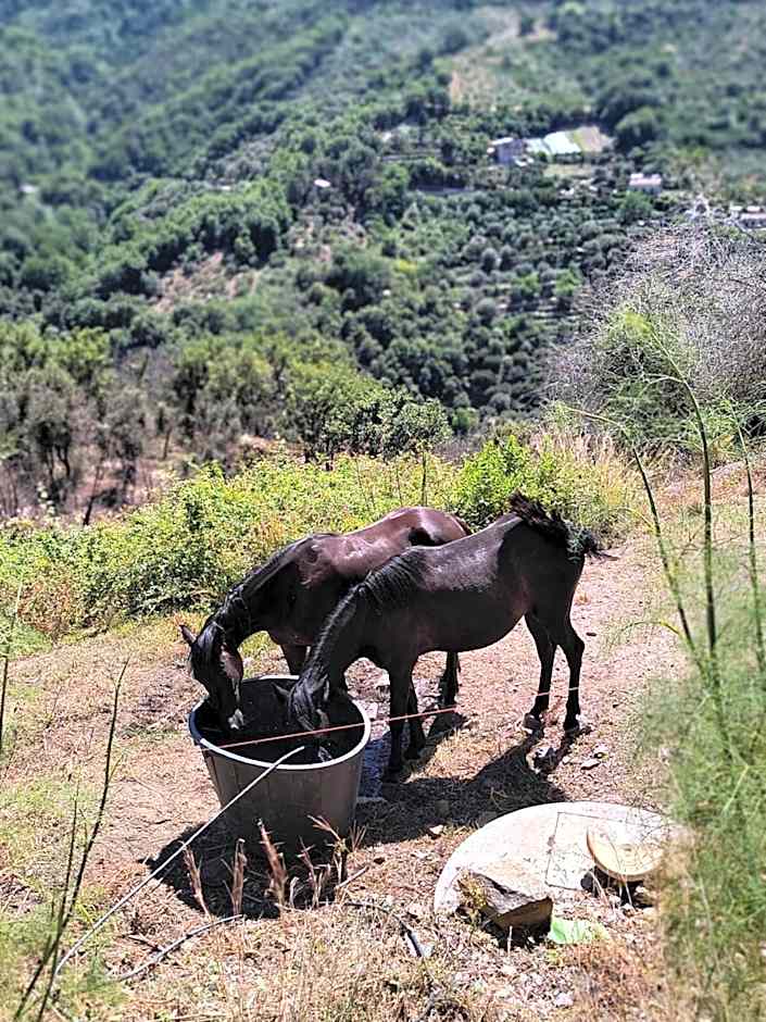 L'Antica Quercia B&B