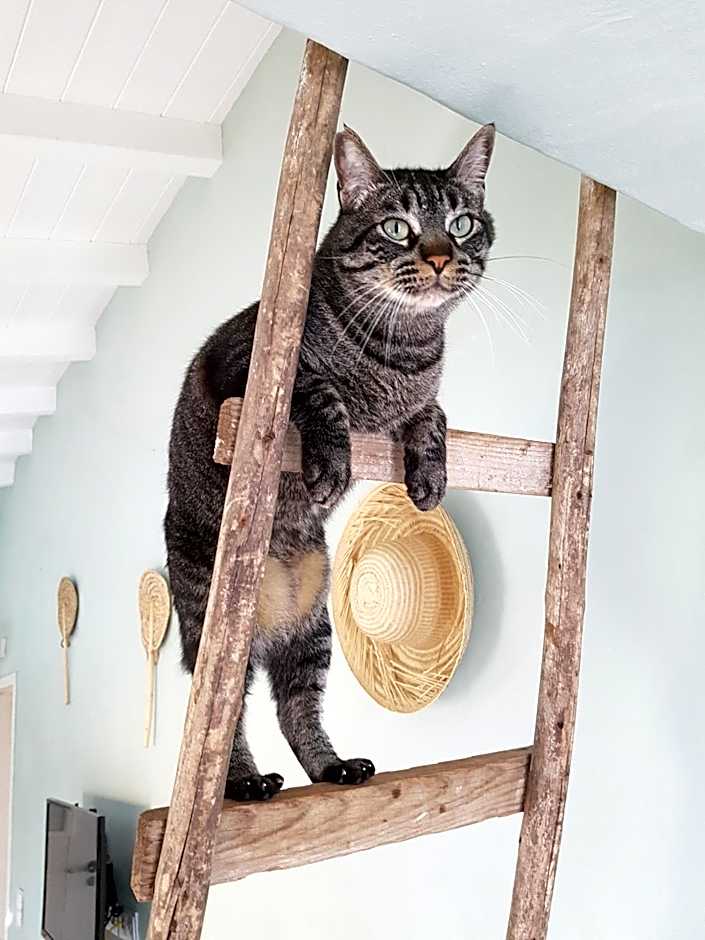 Gato Preto de Silves - Adults Only