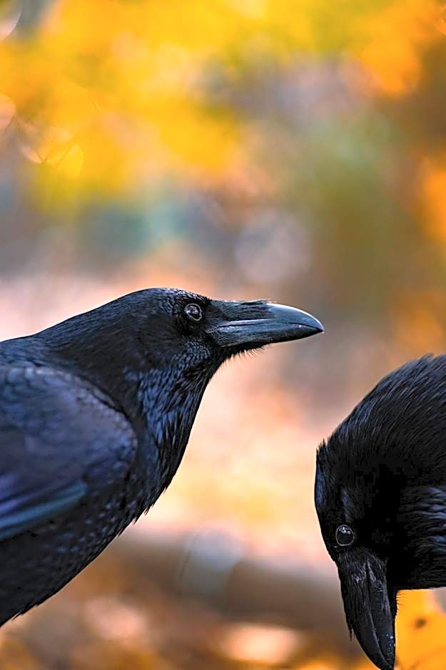 WELTWIEN Luxury Art Apartments & Free Parking