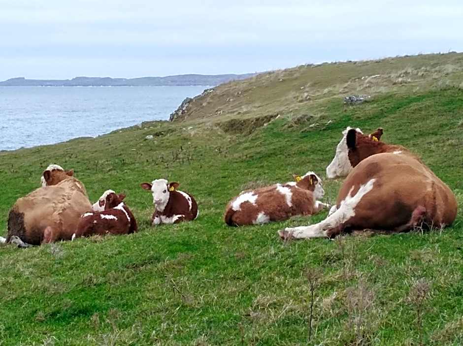 Madra Rua Organic Accommodation