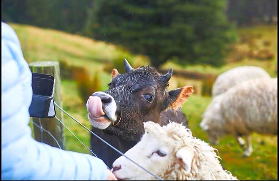 Little Red School House