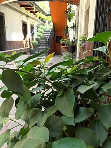 Casa Mesones