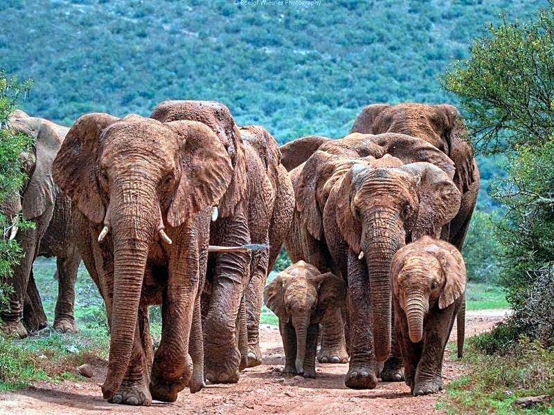 HillsNek Safari Camp