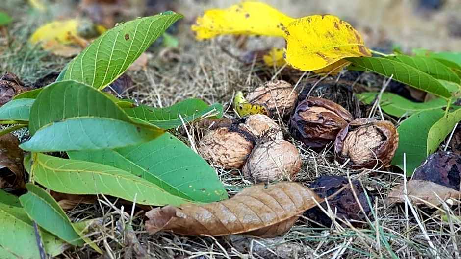 Manoir le Bout du Pont-Chambres d'Hôtes