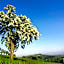 Gasthof Zur Linde