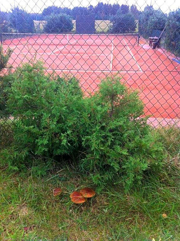 Domek letniskowy z kortem tenisowym Karwia Ostrowo