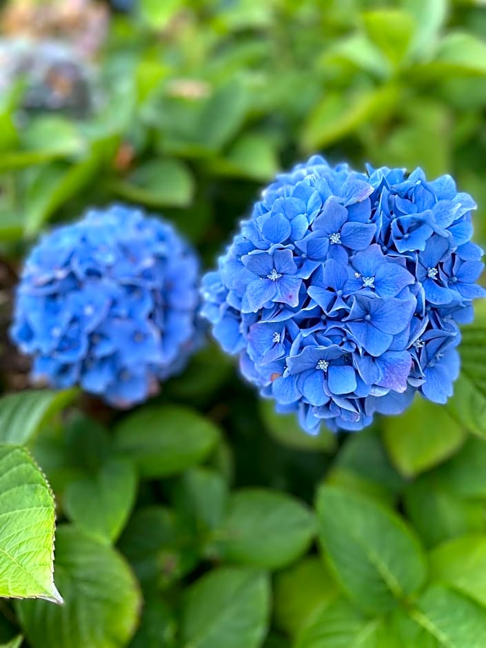 Chateau La Rametiere