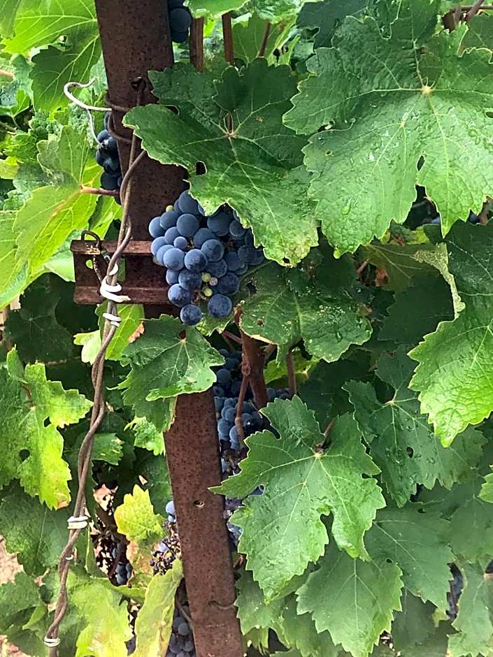 Domaine de Peilhan