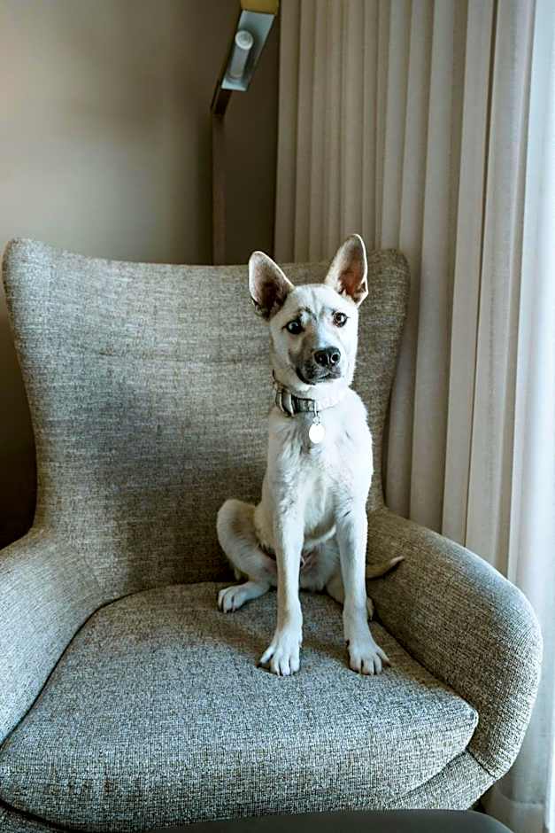 HOTEL PASEO, Autograph Collection by Marriott