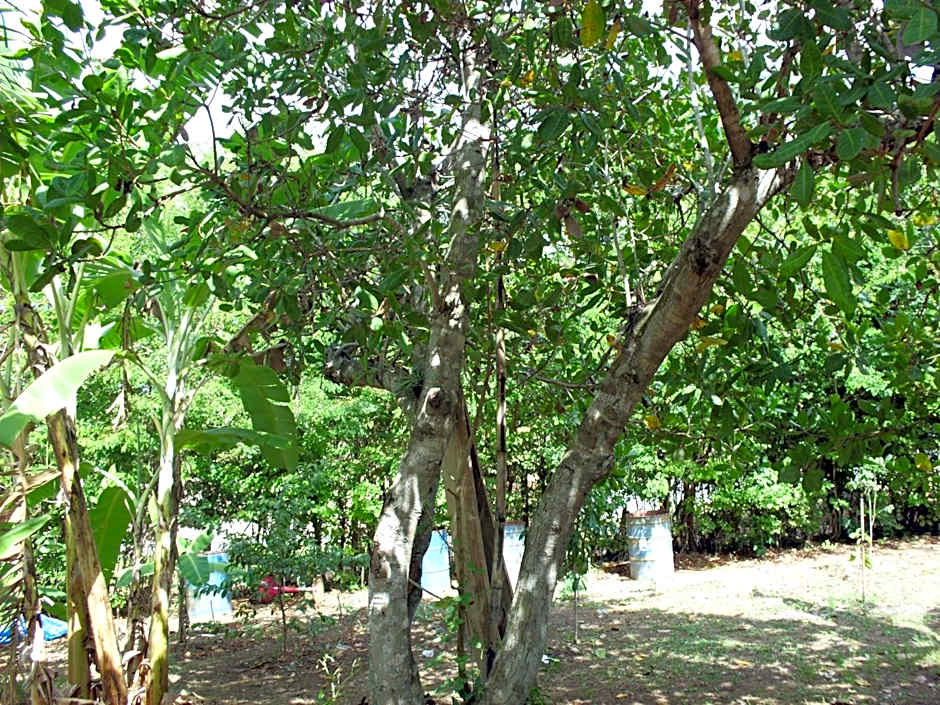 Pousada Pimenta Rosa