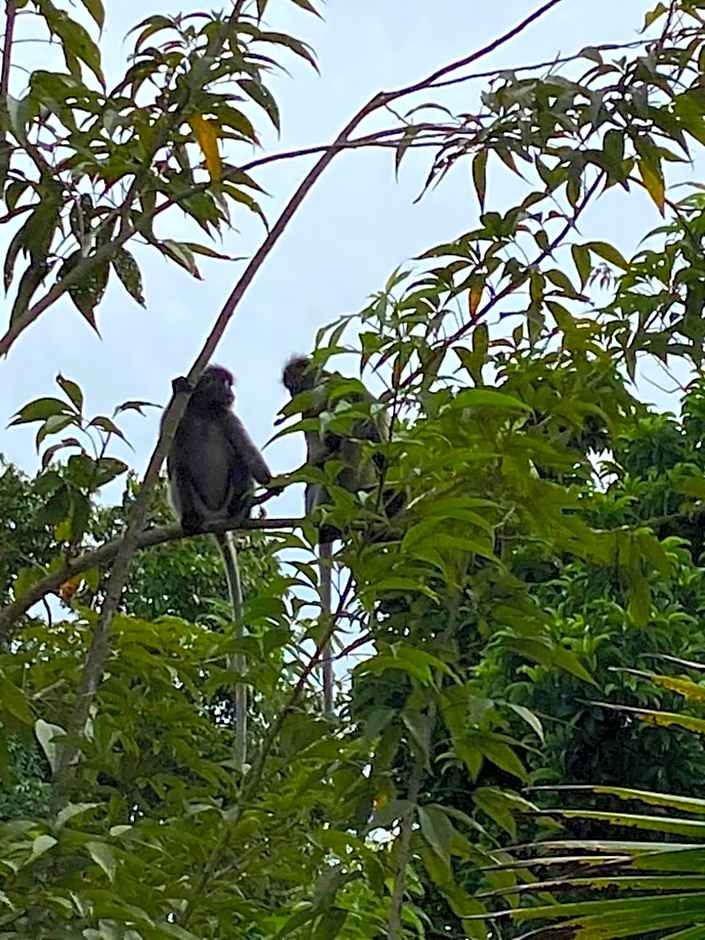 Khao Sok River & Jungle Bungalow