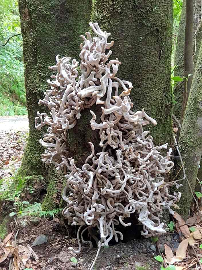 Casinhas da Laurissilva