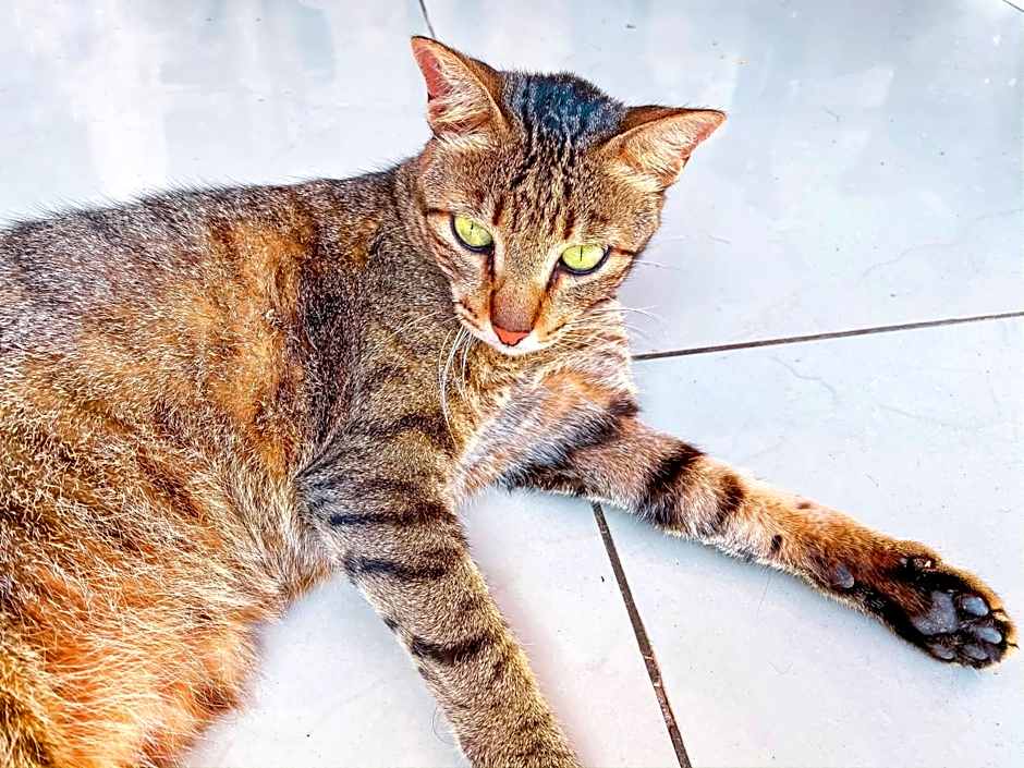 Papaya Guest House Nungwi