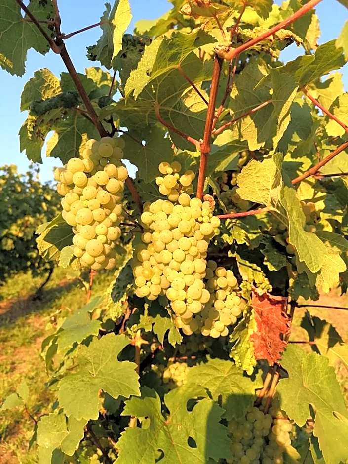 Moselhotel Weinhaus Simon `Sauna`Restaurant`ELadesäule