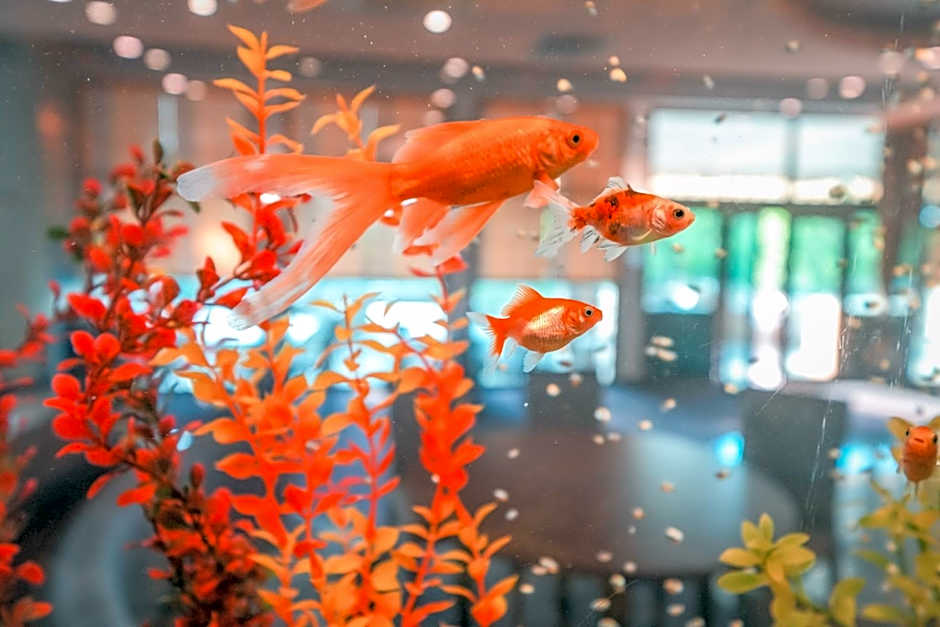 Calimera Ralitsa Superior Hotel - Ultra All Inclusive plus Aquapark