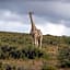 Swartberg Private Game Lodge