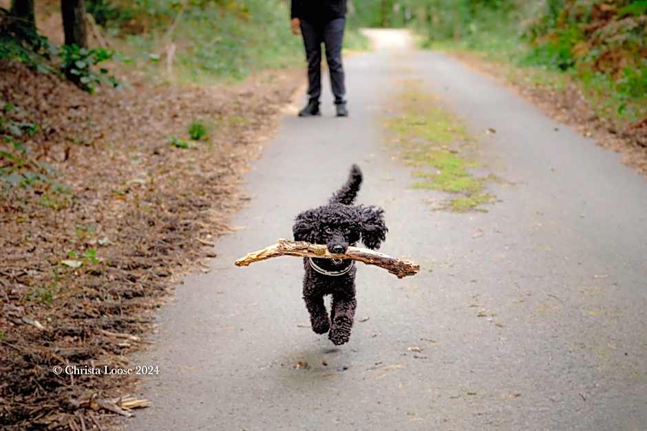 Hotel und Restaurant Sackwitzer Mühle