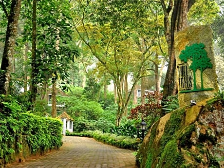 The Tall Trees Munnar