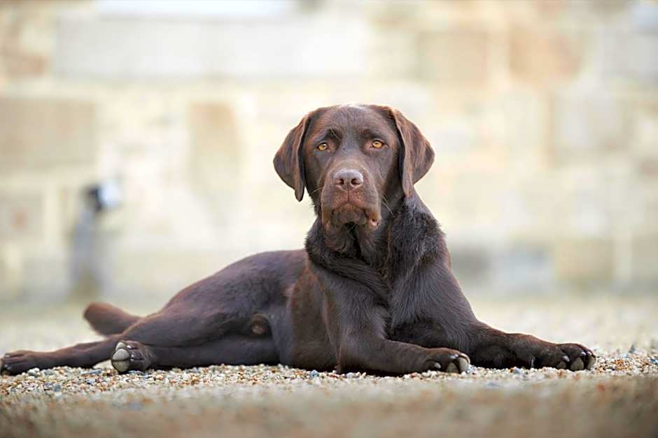 Château du Bois-Guy Golf
