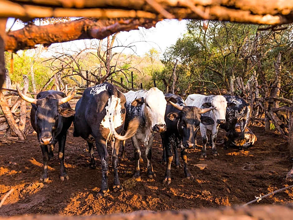 aha Lesedi African Lodge & Cultural Village