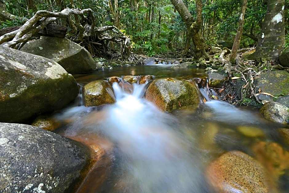 Daintree Cascades