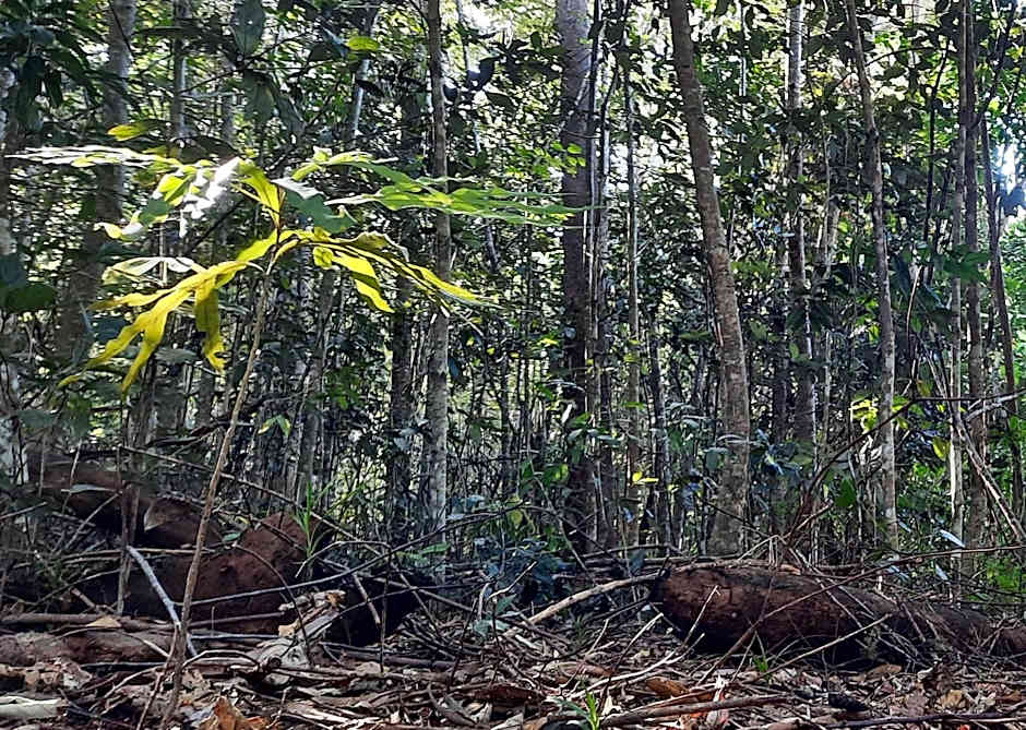 Daintree Rainforest Accommodation